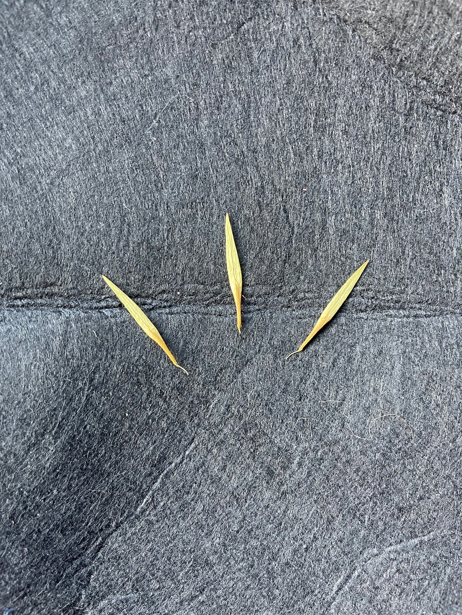 White Ash Tree Seeds Etsy