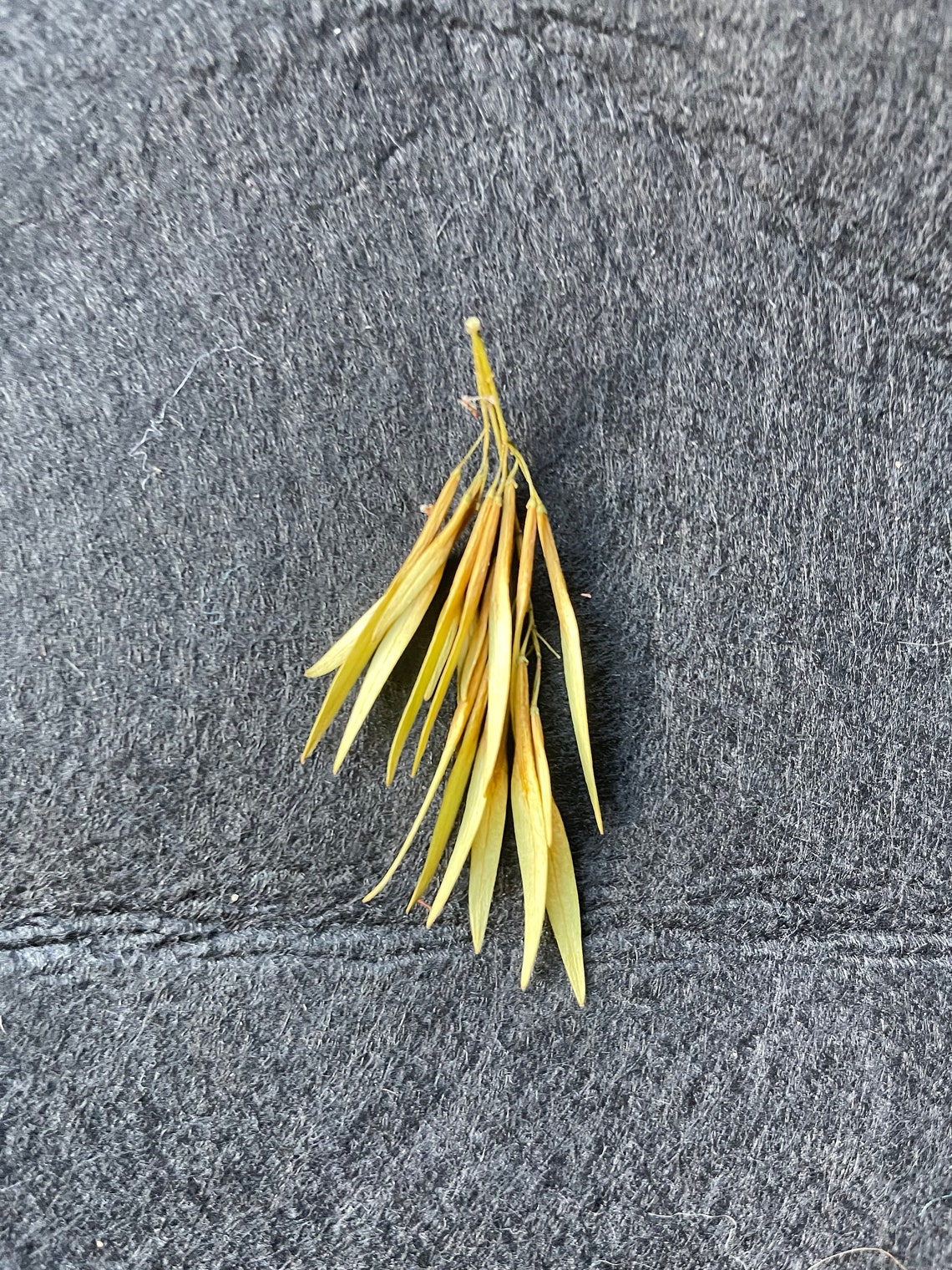 White Ash Tree Seeds Etsy