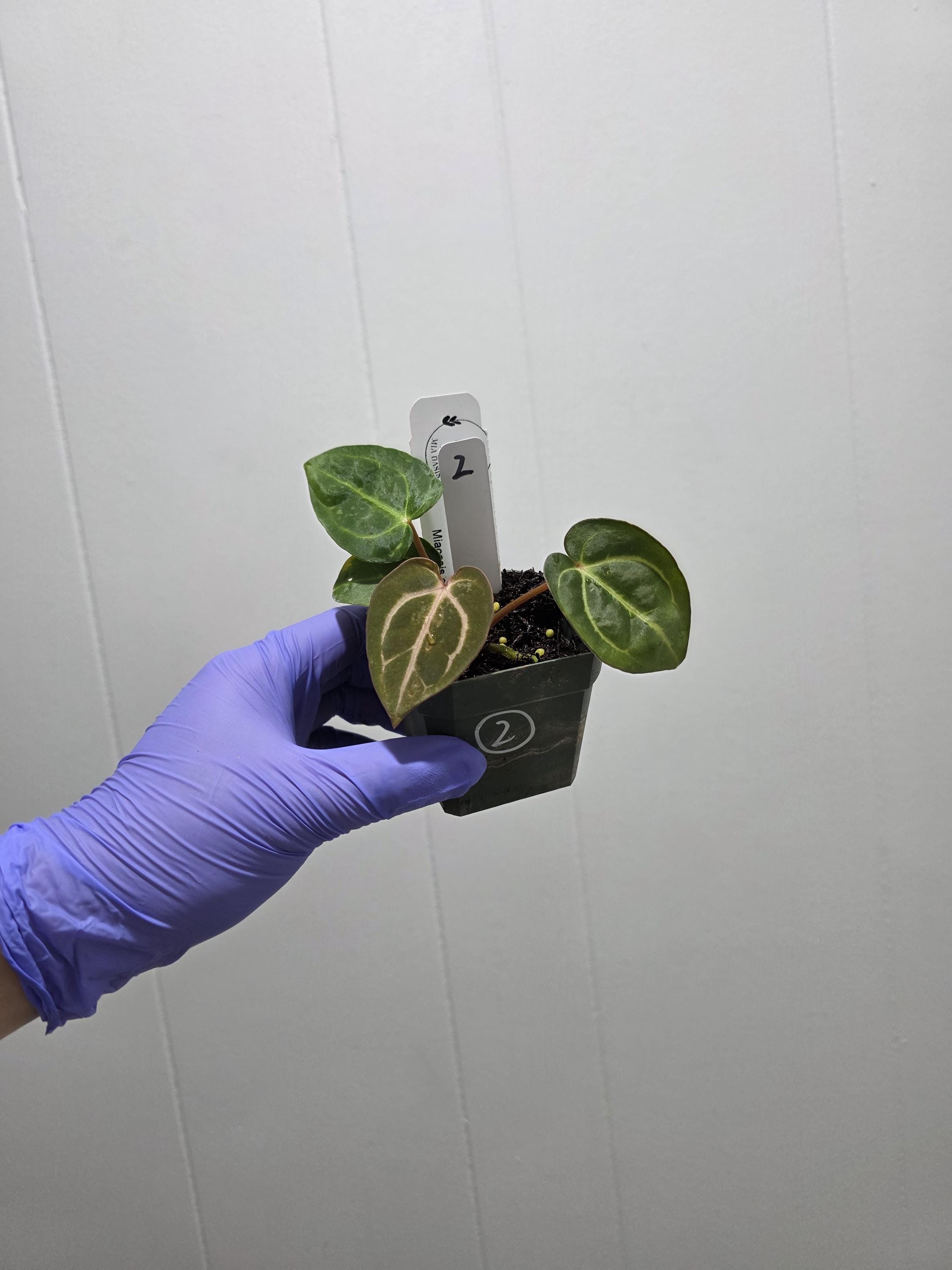Anthurium Carlablackiae Seedlings Carla RA 10 Clone X (pre