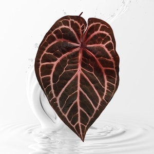 Wonderboy Anthurium - Etsy