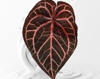 Anthurium Tezula selected Red crystal x self small Seeldings--grower choice US seller