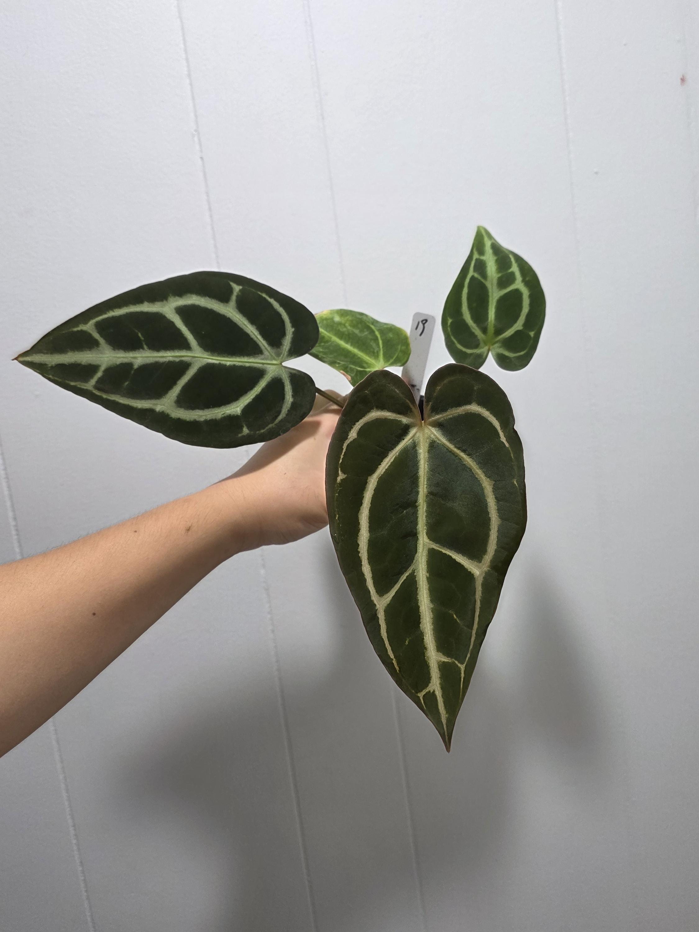 Anthurium Carlablackiae RA 10 Clone X (pre-numbered Carlaxself