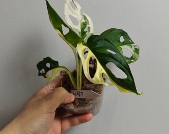 variegated adansonii---US seller