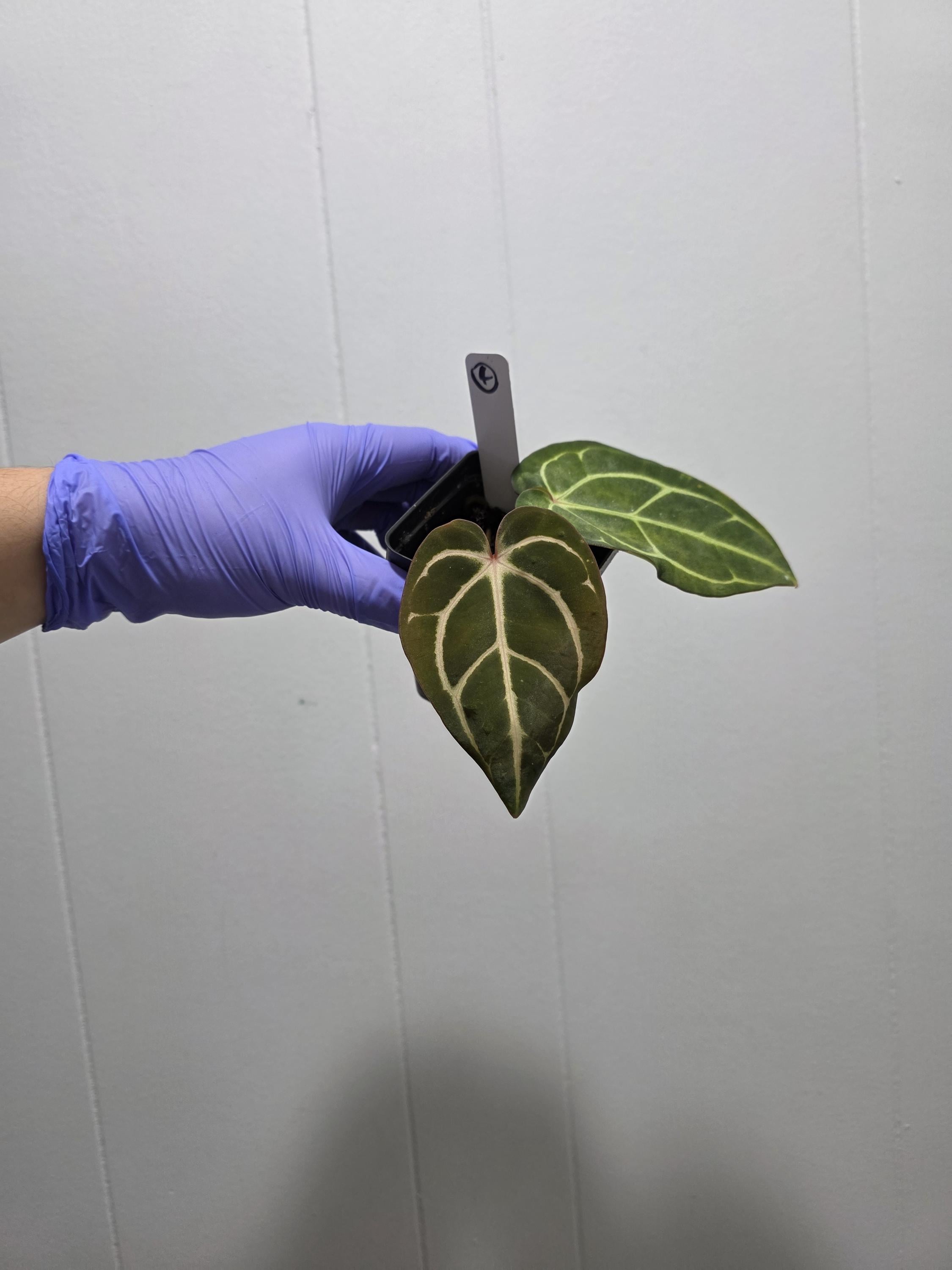 Anthurium Carlablackiae Seedlings Carla RA 10 Clone X (pre