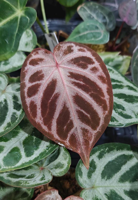 Anthurium Silver Blush X Red Crystal--grower Choice US