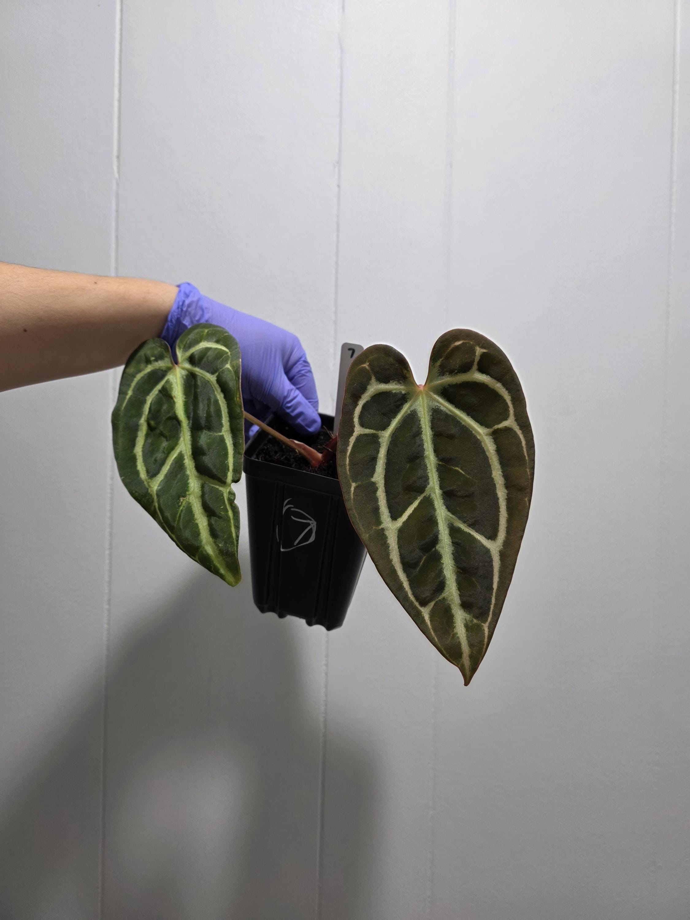 Anthurium Carlablackiae Seedlings Carla RA 10 Clone X (pre