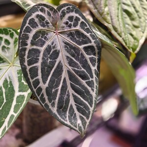 Anthurium KOS X Red Crystal- US Seller - Etsy