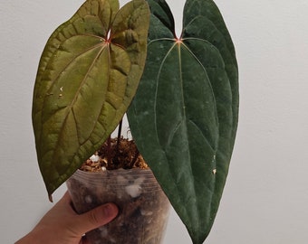 Anthurium Red Vein Dark Phoenix full plant US seller