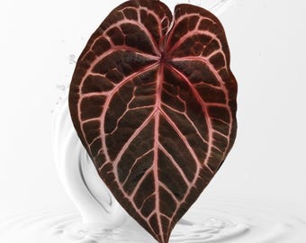 Anthurium (king of Spades X Ace of Spades) X (pink Lemonade