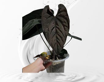 Anthurium Dark Phoenix X Red Spider Clone , #1 Large Exact Plant