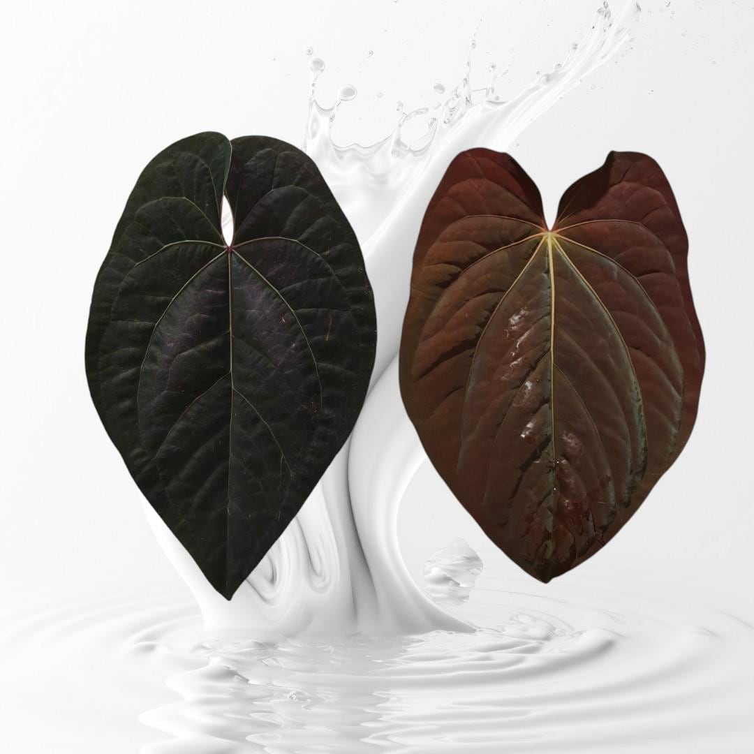 Anthurium Aos Tezula - Etsy