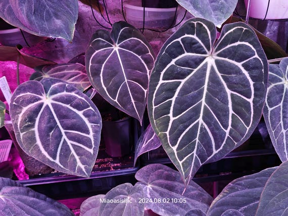 Anthurium Carlablackiae Seedlings Carla RA 10 Clone X (pre