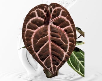 kos red アンスリウム アンスリウム KOS x RedCrystalinumの育て方と購入方法と管理の