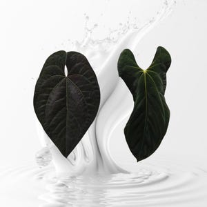 Anthurium Ace of Spades Tezula Dark Form - Etsy