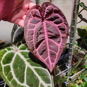 Anthurium Wonderboy - Etsy