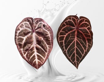 Anthurium Pink LemondaxRed crystal x Tezula seletecd Red Crystal  Seedling --grower choice US seller