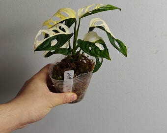 variegated adansonii cuttings/full plants---US seller