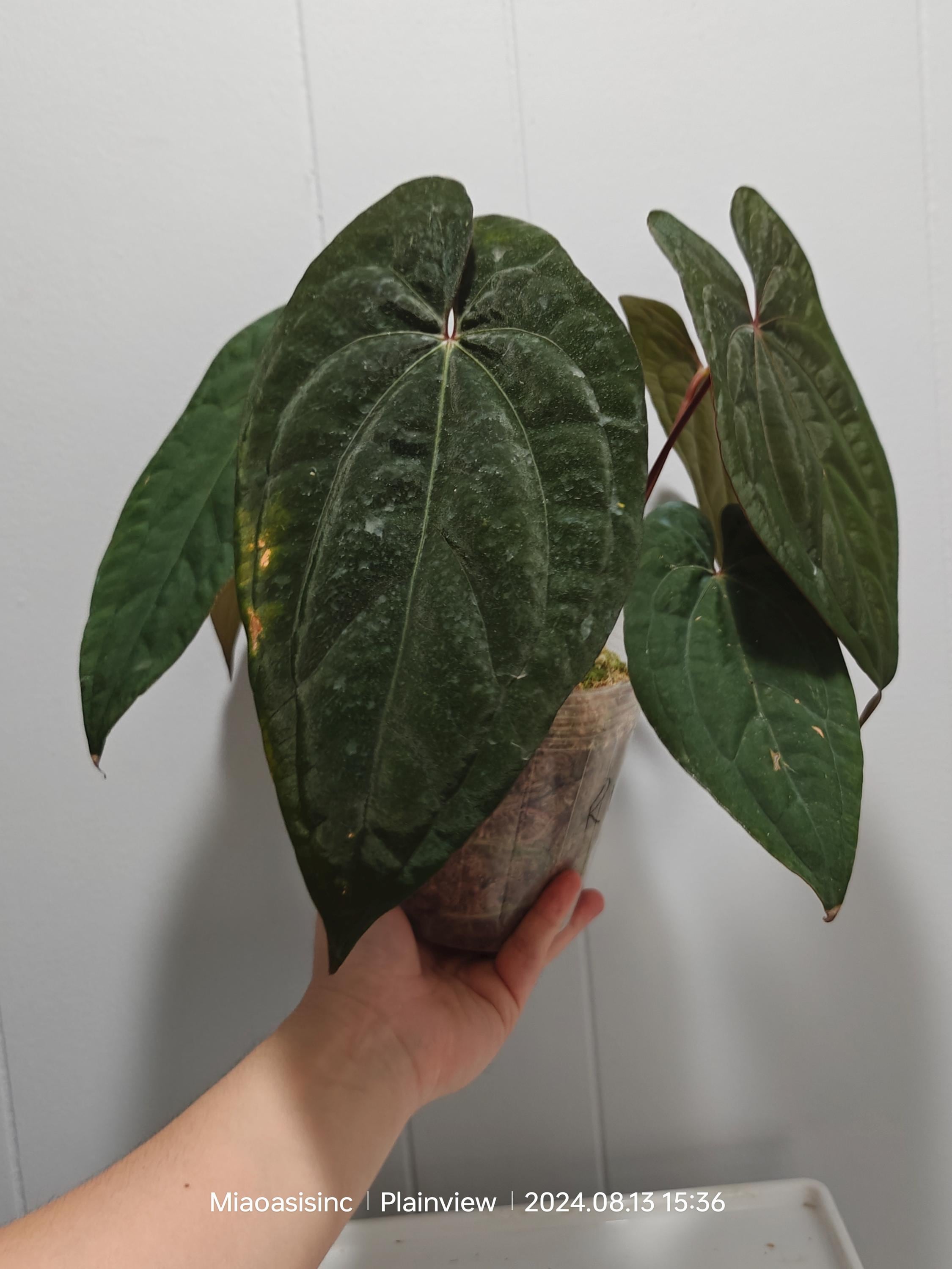 Anthurium Red Vein Dark Phoenix full plant US seller - Etsy 日本 Anthurium Red Vein Dark Phoenix full plant US seller - Etsy 日本