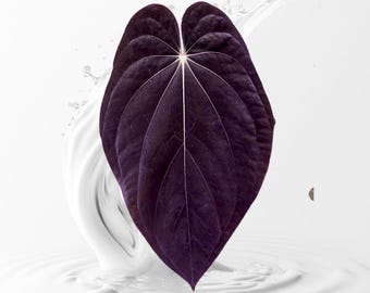 anthurium antolakii × self scott cohen Anthurium Antolakii/BVEP (Scott × Tezula) – Secret Foliage