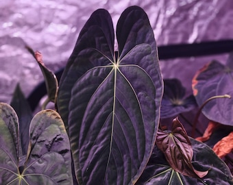 Anthurium (NSE Portillae X Pap) X Red Spider - Etsy