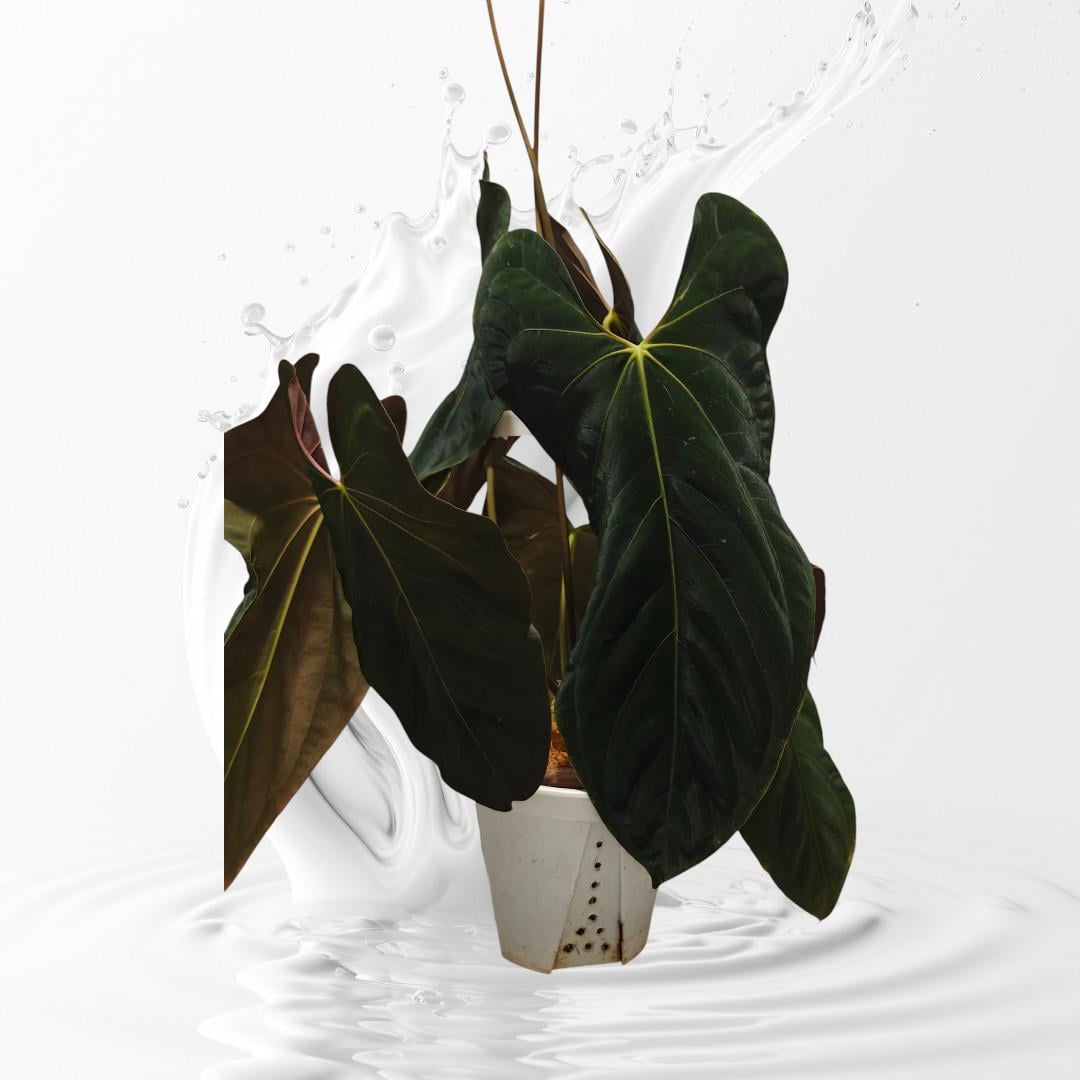 Anthurium Rl - Etsy