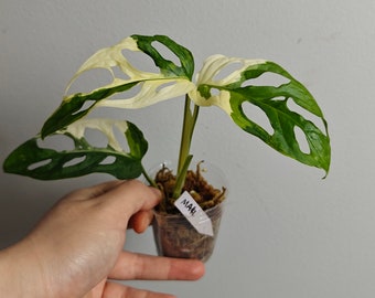 Variegated adansonii cuttings/full plants---US seller