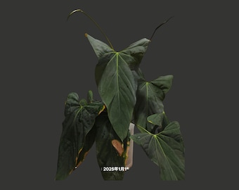 Anthurium Papillilaminum, (fs Self) X (rl Self) - 2x Seedlings - Etsy