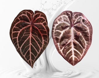 Tezula Anthurium Red Crystallinum X NSE Anthurium Dressleri