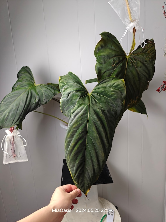Anthurium Papi Fs(fort Sherman)xself X Self Rooted Small Anthurium Papi Fs(fort Sherman)xself X Self Rooted Small
