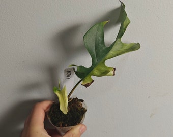 rooted rhaphidophora tetrasperma Cuttings/fullplants US Seller