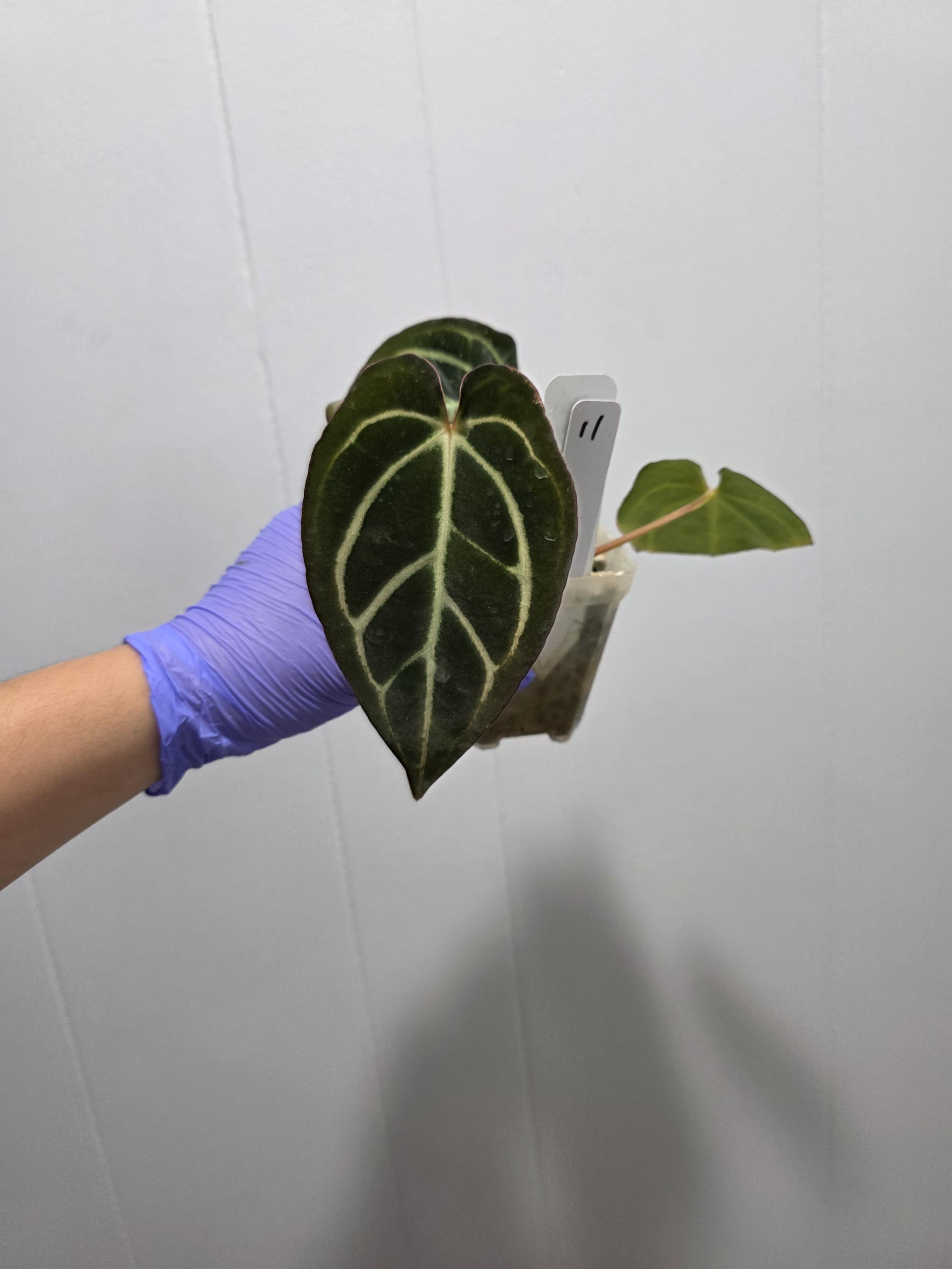 Anthurium Carlablackiae Seedlings Carla RA 10 Clone X (pre