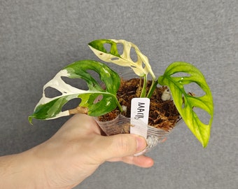 variegated adansonii cuttings/full plants---US seller
