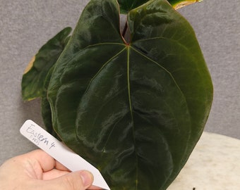 Anthurium Dressleri estern form---US seller