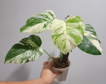Variegated Monstera Albo---us seller/aroid/rare plant
