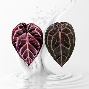 Tezula - Etsy
