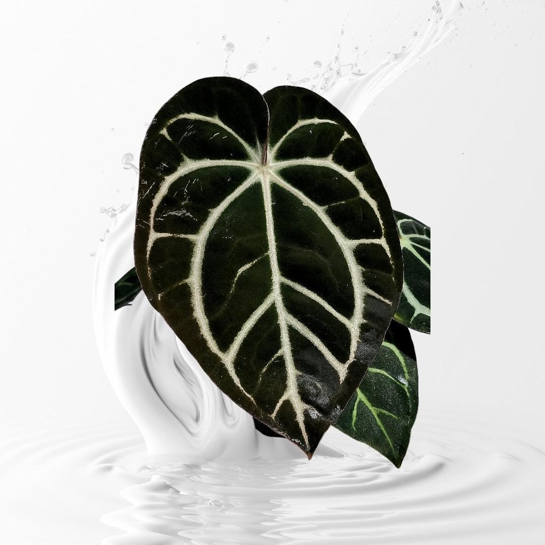 (division)Anthurium carlablackiae カーラ Anthurium carlablackiae RA6 finally starting to show some great