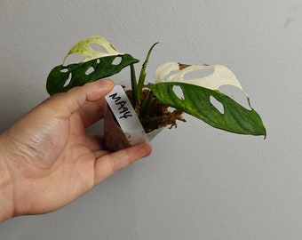 variegated adansonii cuttings/full plants---US seller