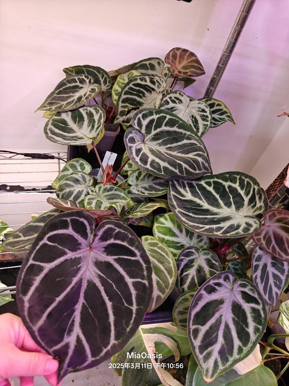 Anthurium Silver Blush X Red Crystal--grower Choice US