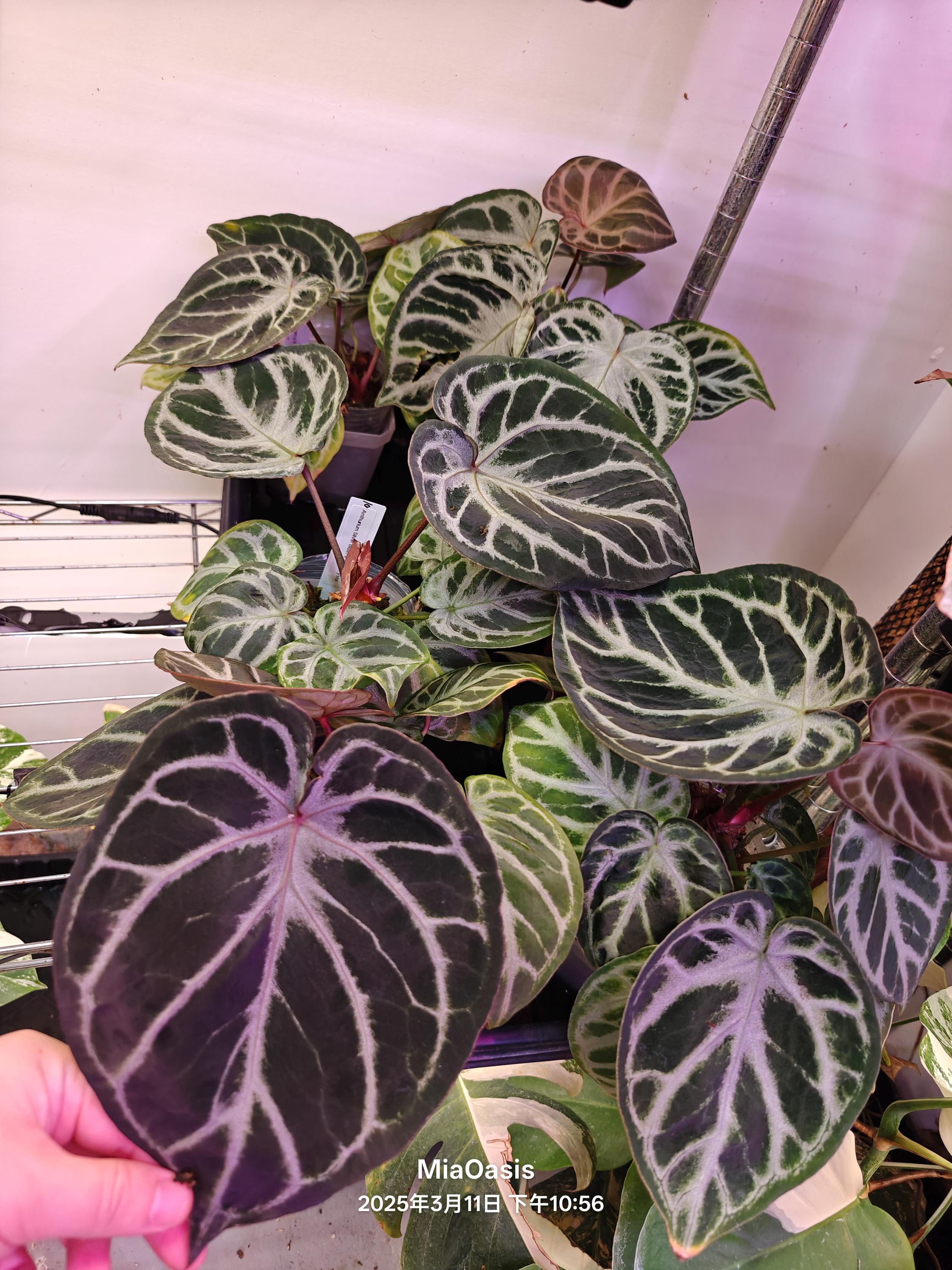 Anthurium red crystallinum x silver blush | Welovetropicalplants