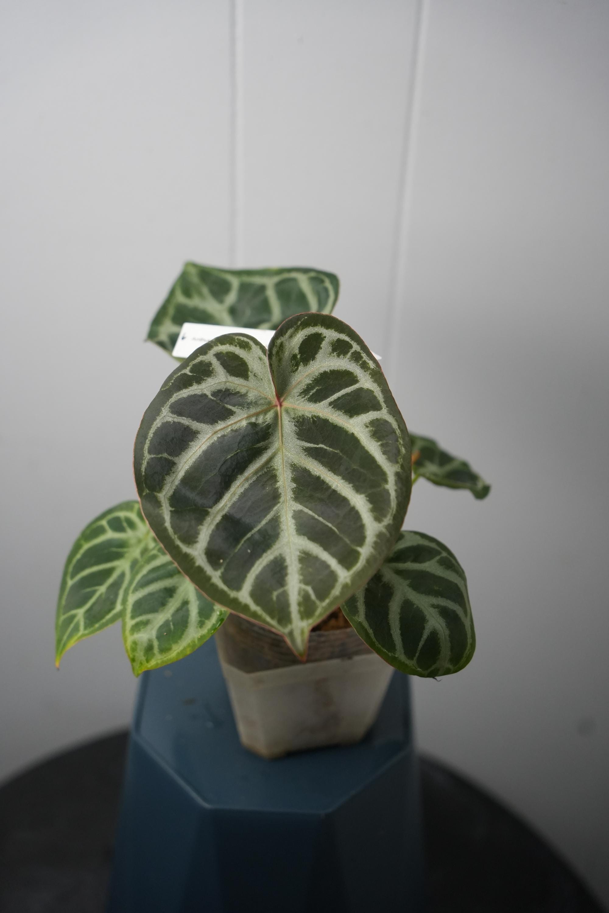 Anthurium Silver Blush X Red Crystal--grower Choice US