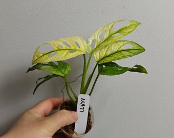 variegated monstera acuminata mint cuttings/full plant---US seller