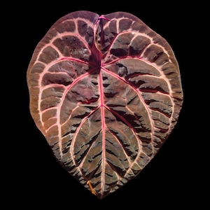 Anthurium Wonder Boy - Etsy Anthurium Wonder Boy - Etsy
