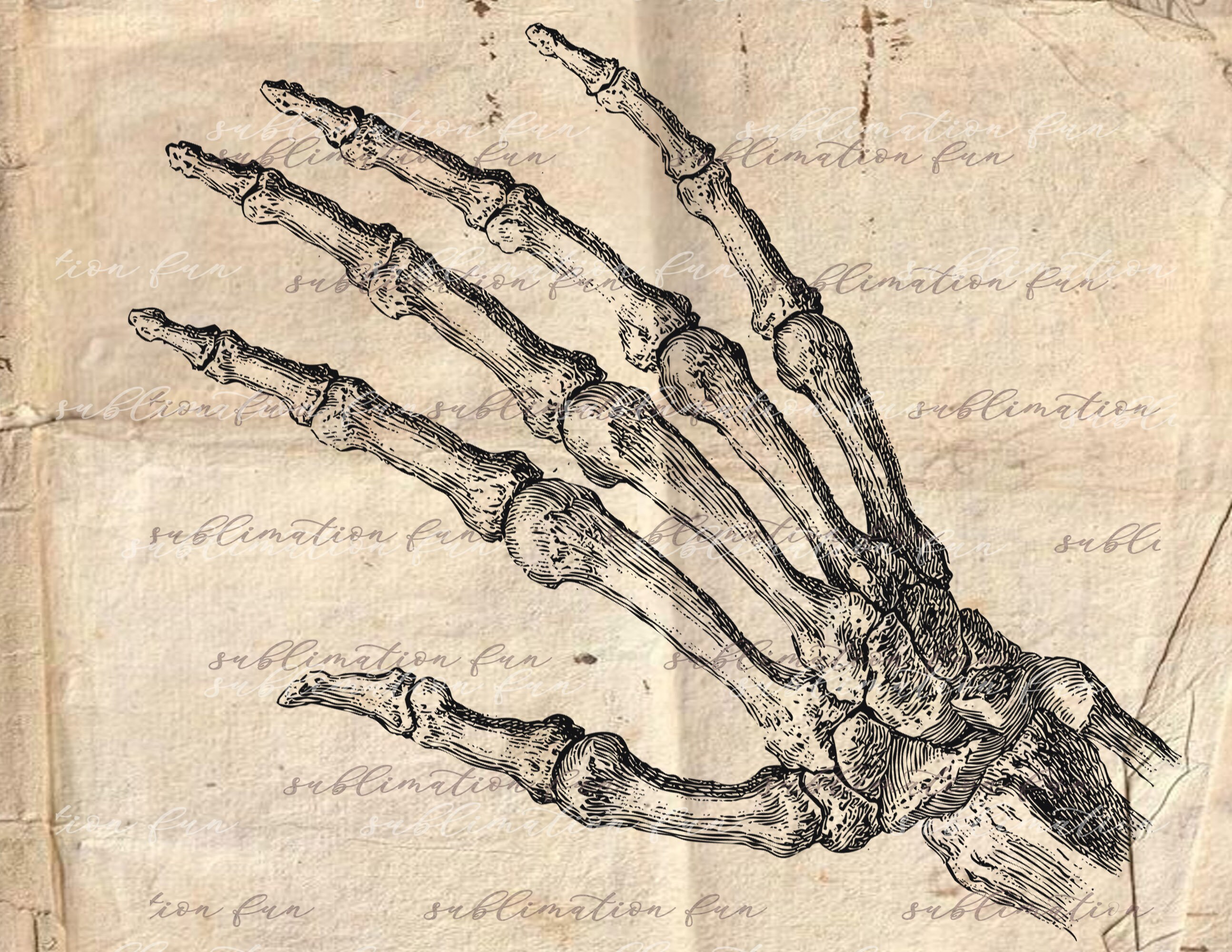 Antique Anatomy Overlays Vintage Anatomy Illustrations - Etsy Canada