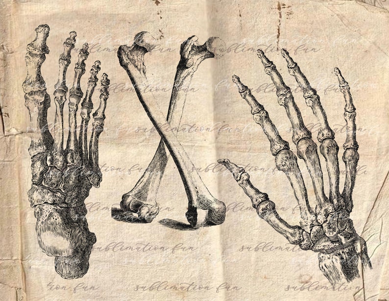Antique Anatomy Overlays Vintage Anatomy Illustrations | Etsy