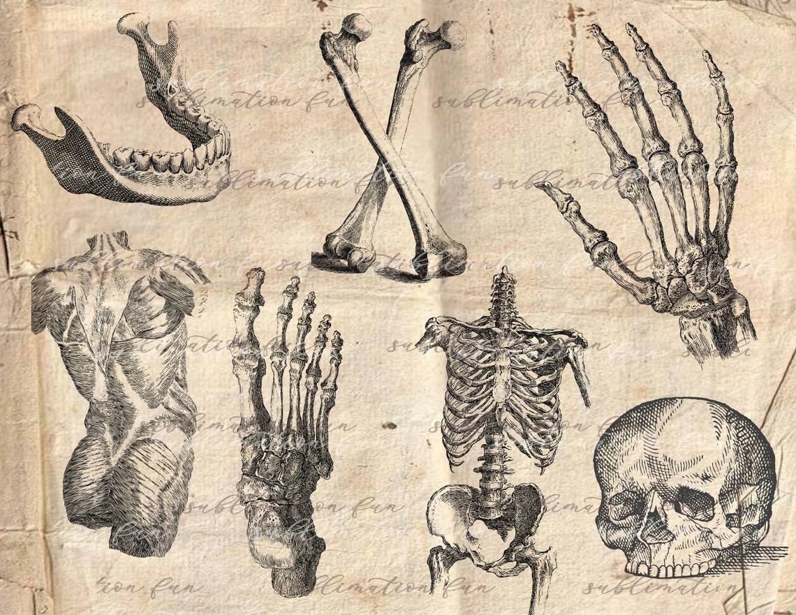 Antique Anatomy Overlays Vintage Anatomy Illustrations - Etsy Canada