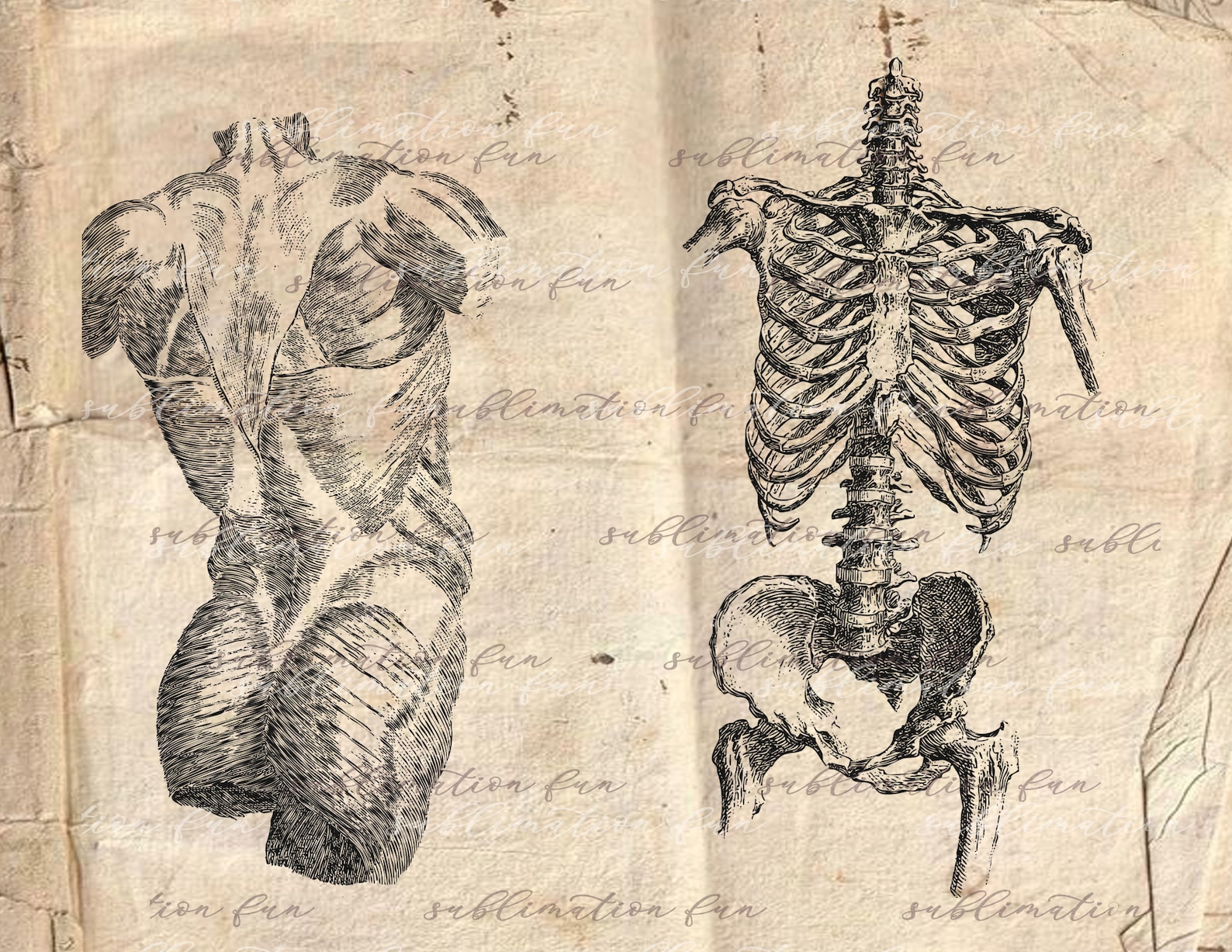 Antique Anatomy Overlays Vintage Anatomy Illustrations - Etsy Canada