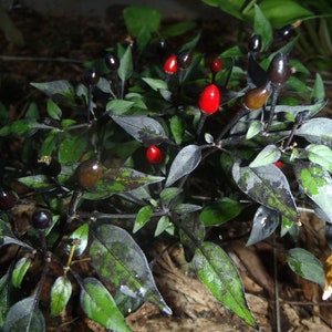 Brazilian Interior Chili Seeds 2023 Harvest
