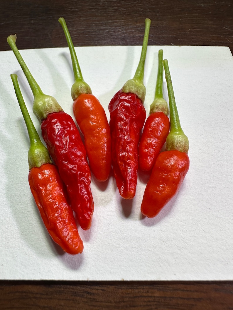 Hawaiian Chili Pepper nioi Seeds Etsy