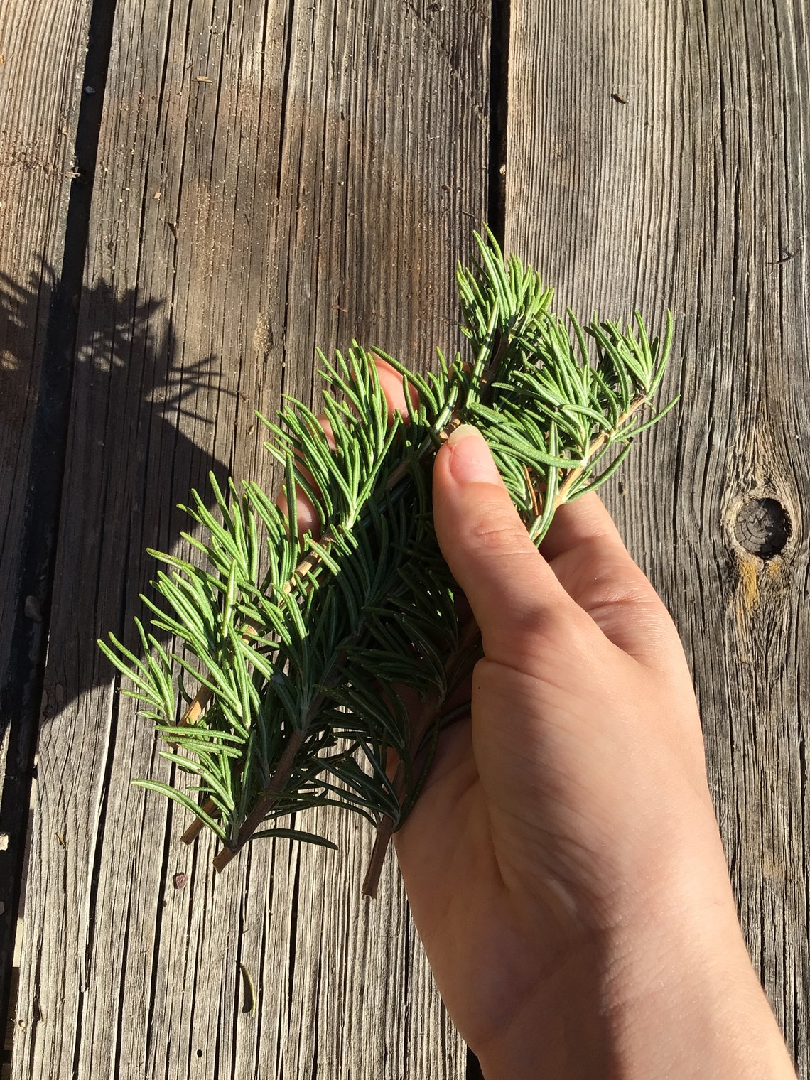 Pressed rosemary stems freshly picked rosemary handmade 26 Etsy