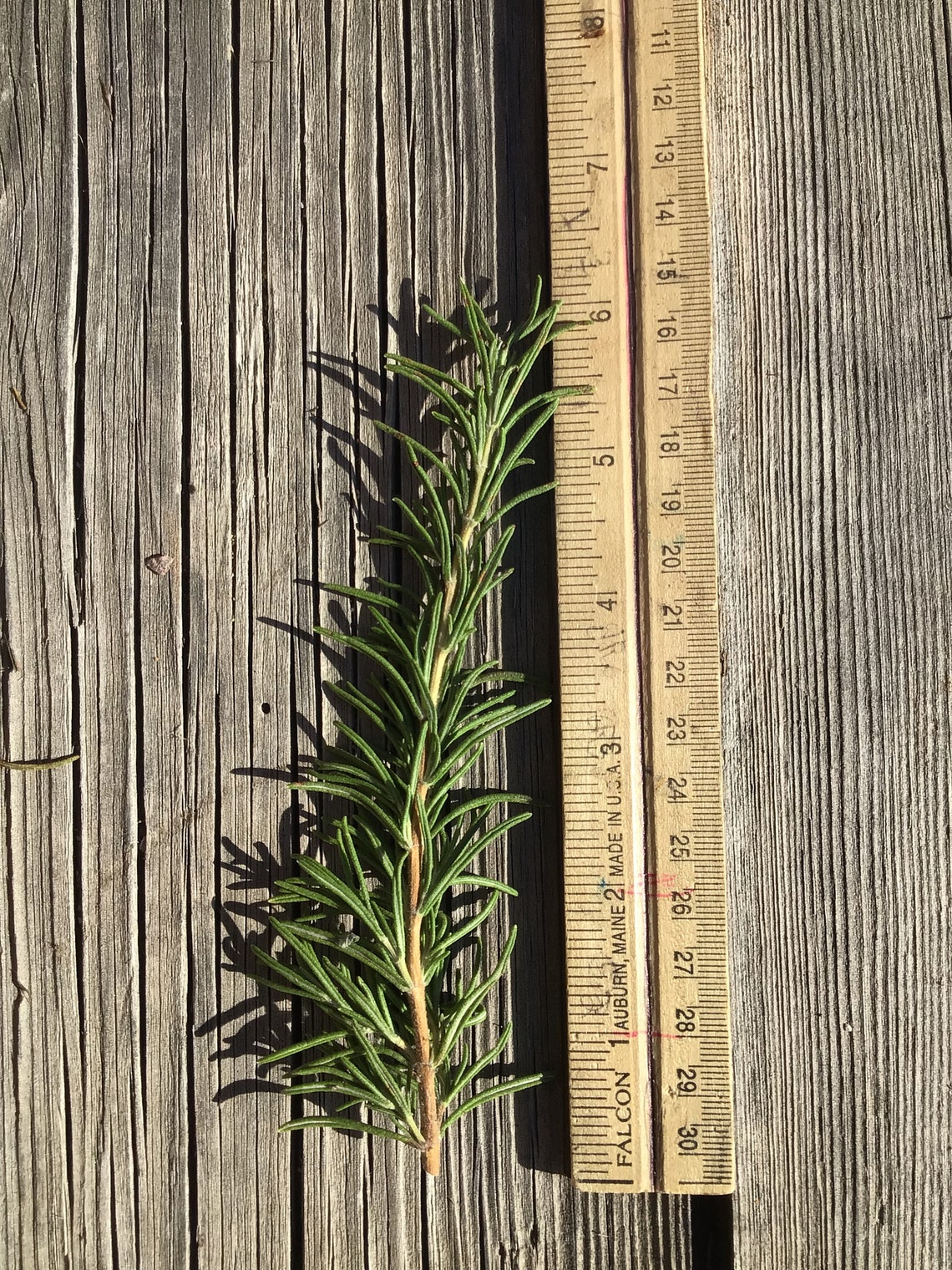 Pressed rosemary stems freshly picked rosemary handmade 26 Etsy